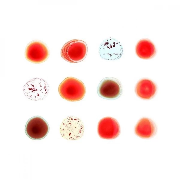 Promo ✨ Peter Gabriel - Scratch My Back / And I'll Scratch Yours Vinyl | Dance Vinyl LPs ✔️